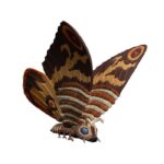 MEZCO 5 Points - Mothra vs. Godzilla (1964): Mothra and Shobijin Twins Boxed Set